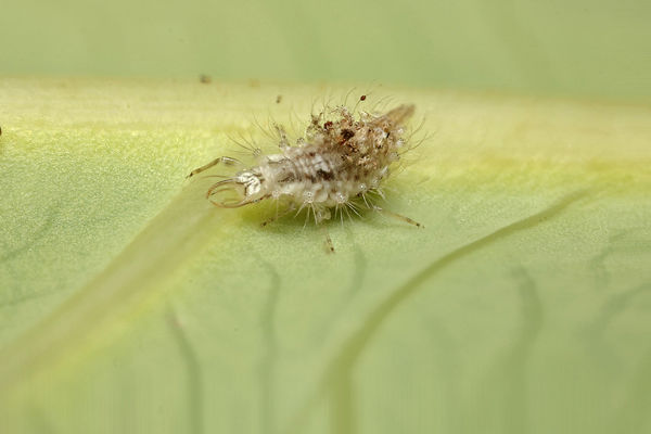 lacewing larva...
