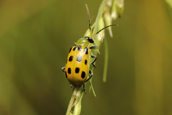 spotted cucumber beetle...