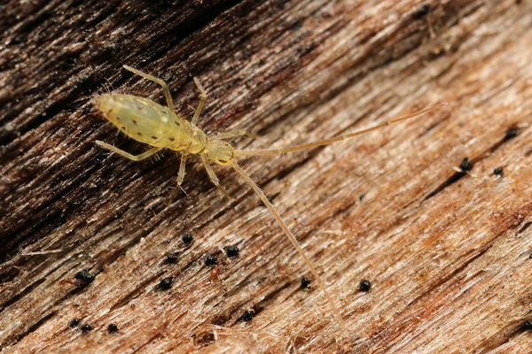 only got 1 shot at this springtail...