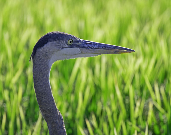 Great Blue Heron, close to the road....