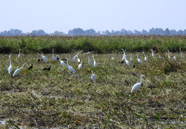 Right after rice harvest, a feeding frenzy we were...