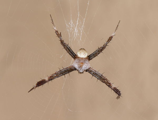 Male Hawaiian garden spider...
