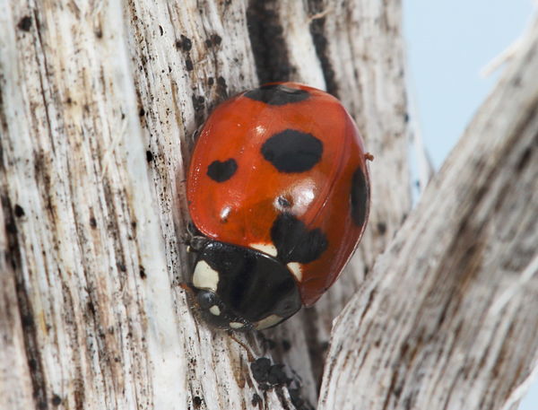 Seven spotted ladybug - on a silversword...