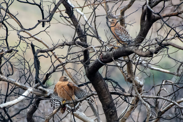 Two Red-Shouldered Hawks...what does the one on th...