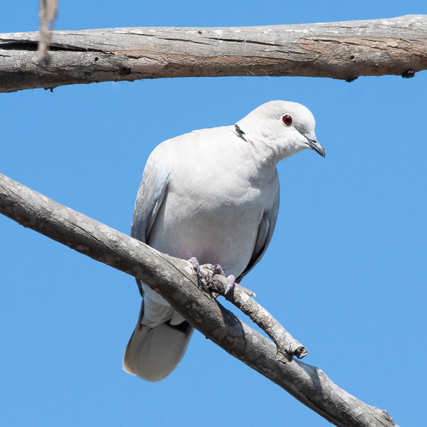 African Collared-Dove...