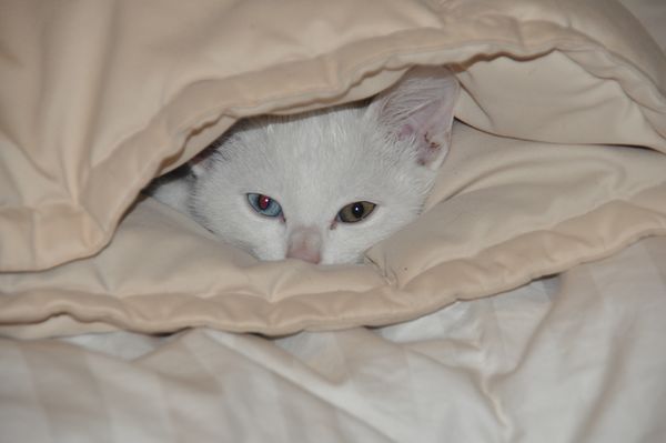 She loved to hide under the covers of the bed...