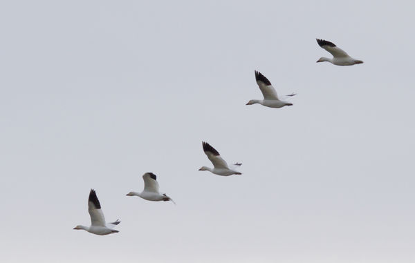 Snow geese in formation...