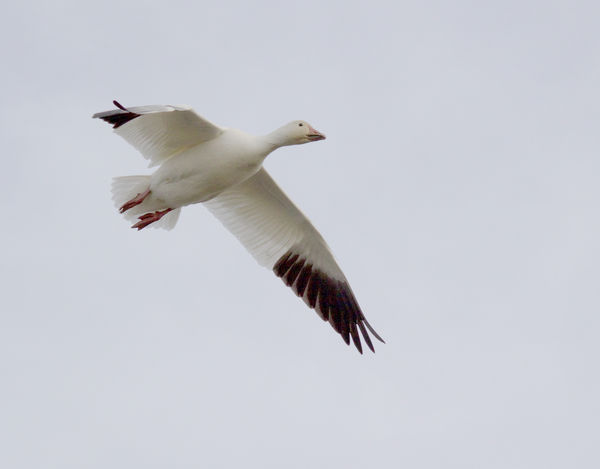 Snow Goose in flight...