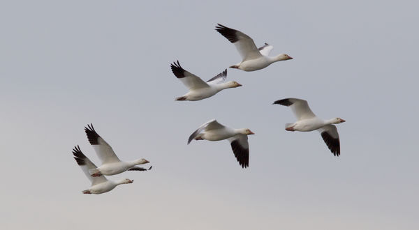 Six geese flying...