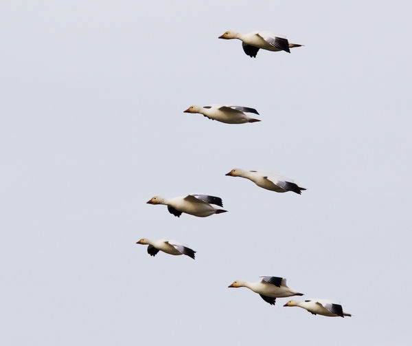Seven geese flying...