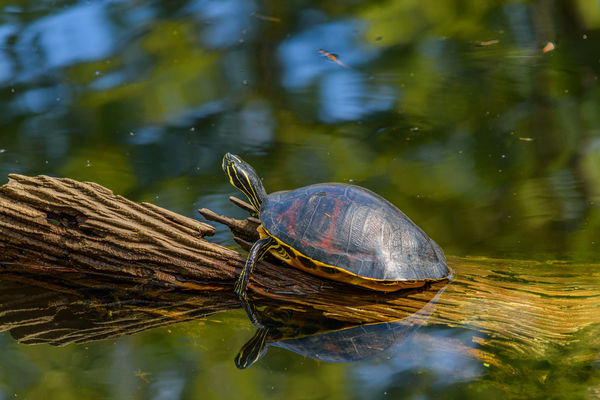 Turtle raising head 6 Mile Slough...