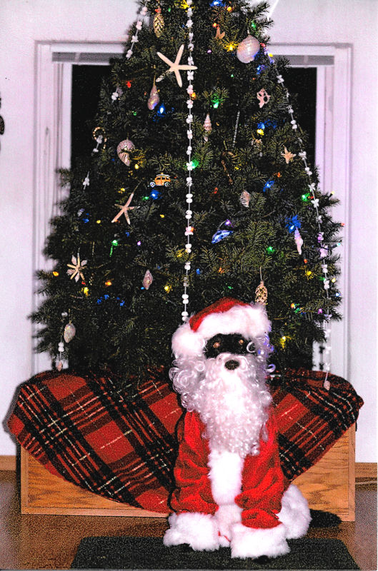 Fern in Santa suit...