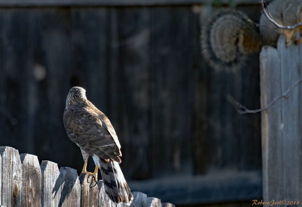 Hawk on one fence, squirrel on another...