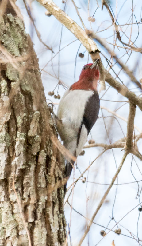 Adult Red-headed Woodpecker...