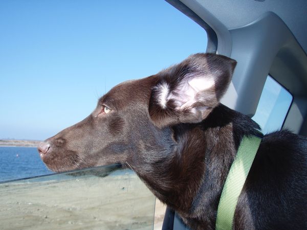 Fern loves to take the drive to several of the dog...