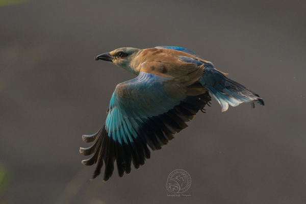 European Roller - close quarters flyby - D500...