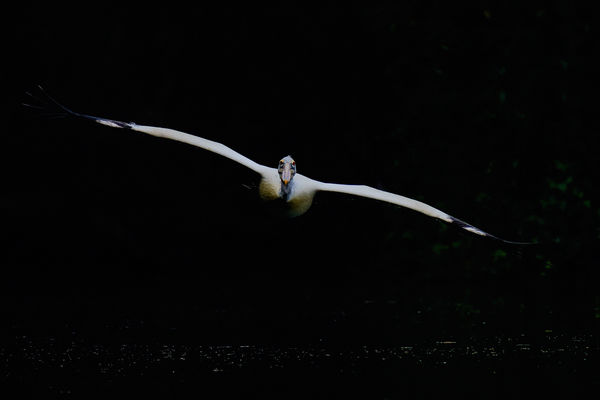 Spot Billed Pelican - out of the darkness - D850...