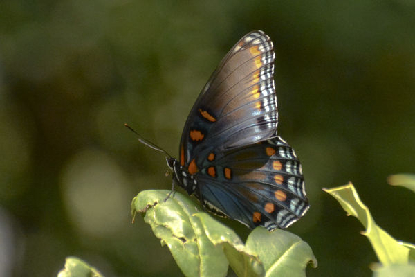 Red-spotted Purple...
