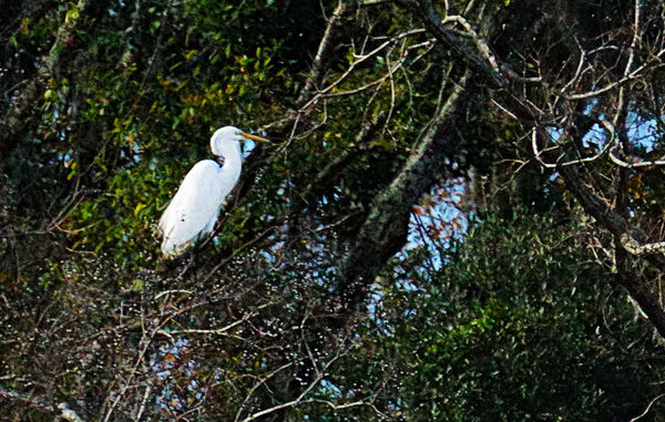 Egret in the tree...