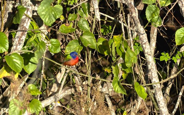Painted Bunting...