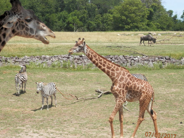 Coumbus Zoo-open safari...