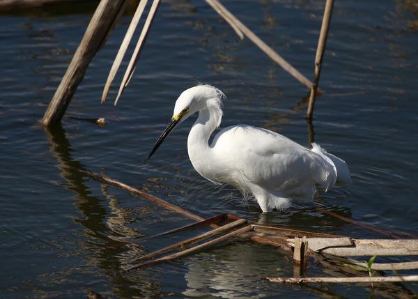 Egret looking for lunch....
