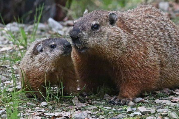 Woodchuck and Baby...