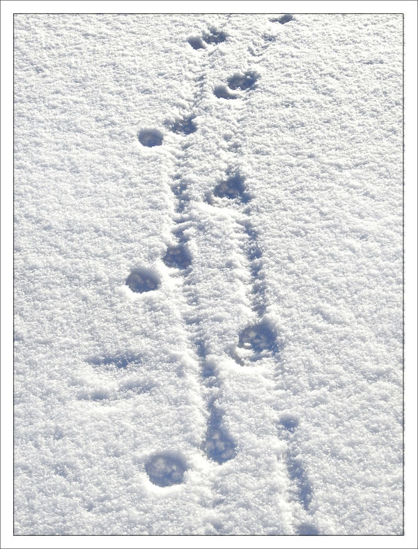 Snow Tracks: After the snow fall the local critters leave their tracks ...