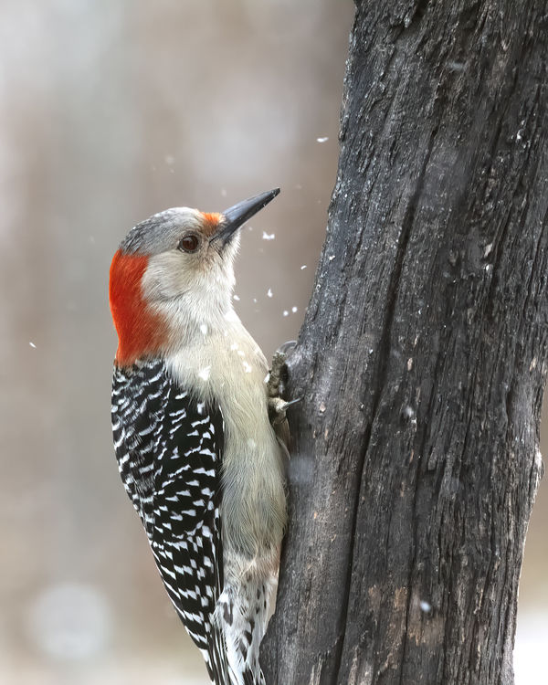 female Redbellied Woodpecker...