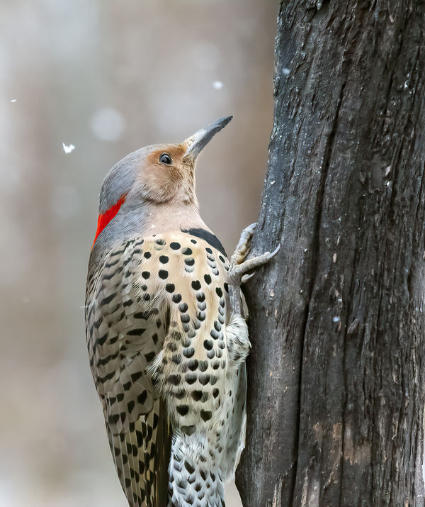 female Yellow shafted flicker...