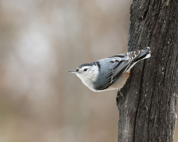 white breasated Nuthatch...