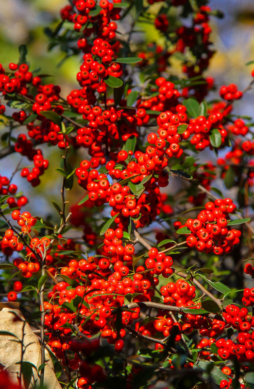 #4  Pyracantha berries, taken in December 2018...