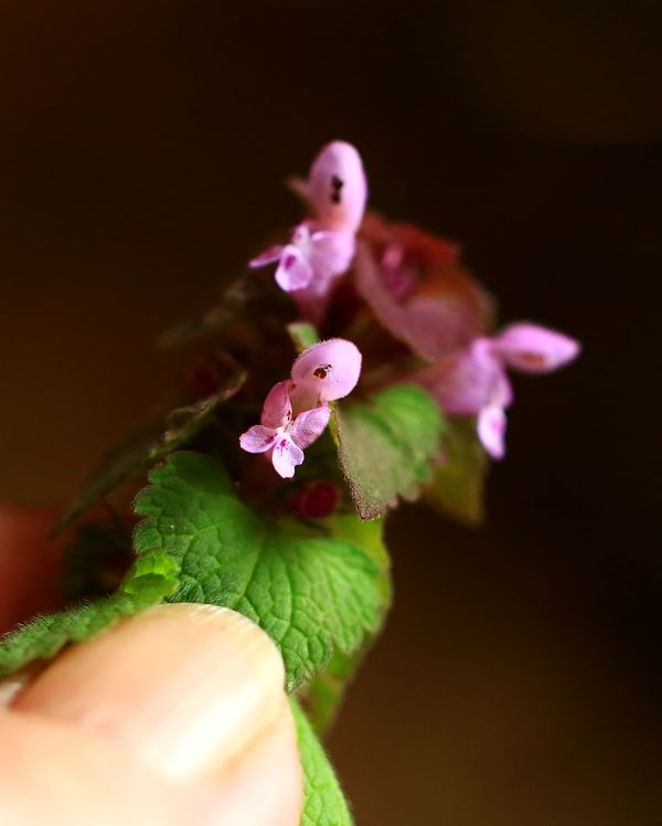 really tiny wild flower...