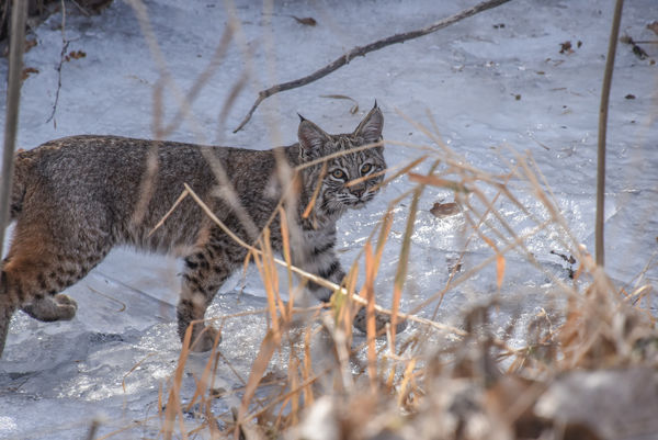 bobcat walking on frozen stream...