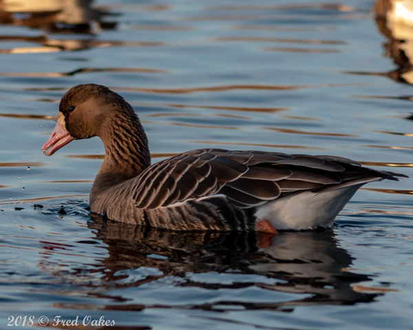 Greater White Fronted Goose...