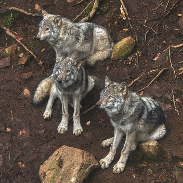 Three of the resident wolves of Parc Omega....