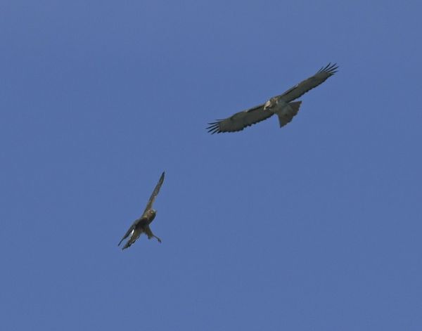 Harrier left / red-tail right...