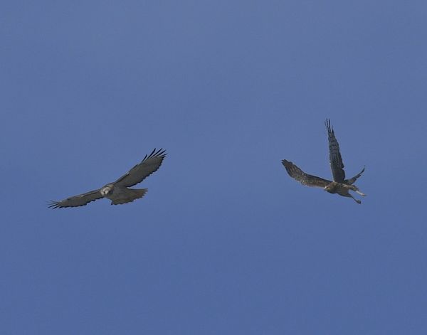 red-tail left / harrier right...