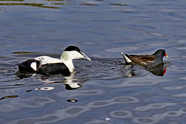 Common Eider chasing a Coot...