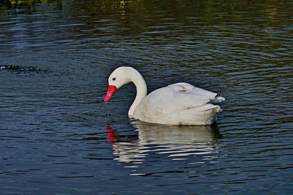 Coscoroba Swan...