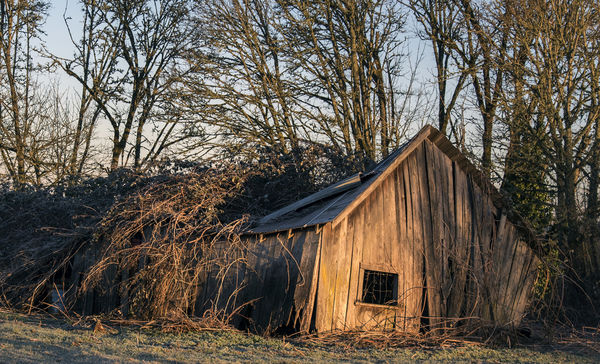 Old Barn in woods...