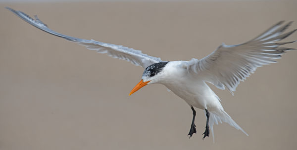 Not sure what kind of a Tern...
