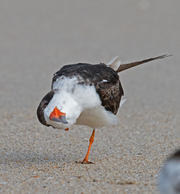 Black Skimmer playing games with me...