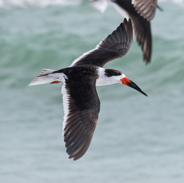 Black Skimmer just part of the crowd....