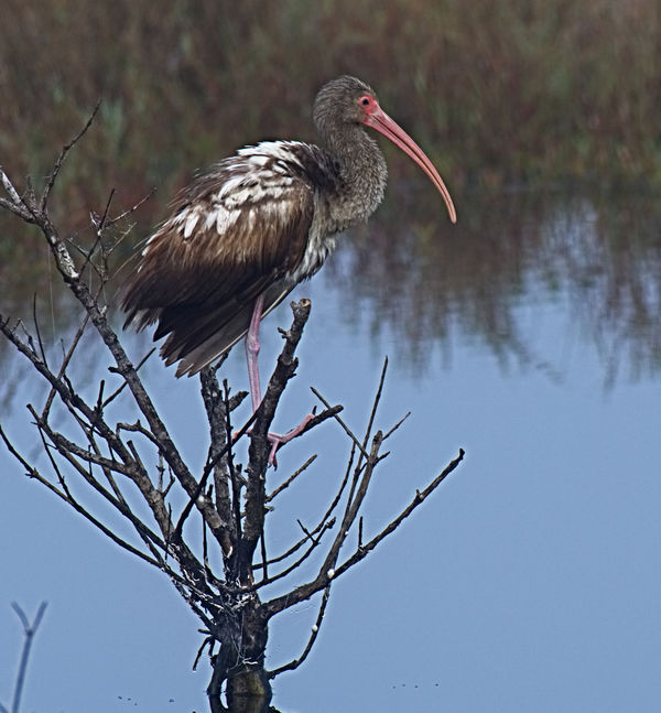 An immature Ibis waiting to start the day....