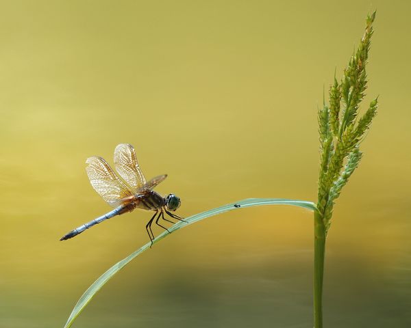 5. Dragonfly on leaf....