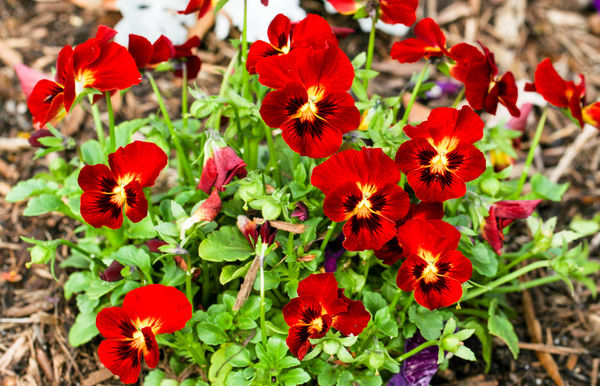 #5  Pansies appear in a variety of colors....