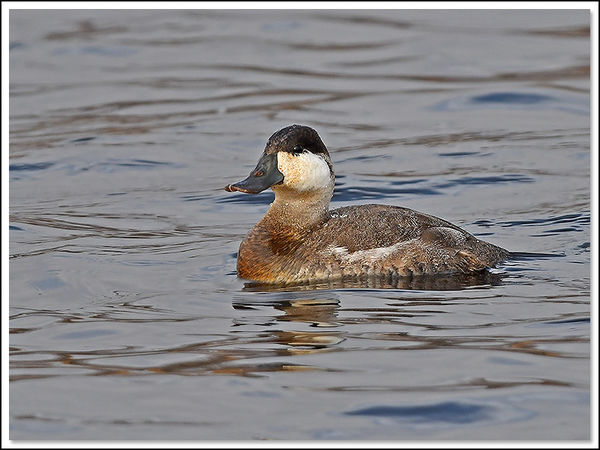 Pretty Ducky Yestaerday .. ... at Bombay Hook NWR.