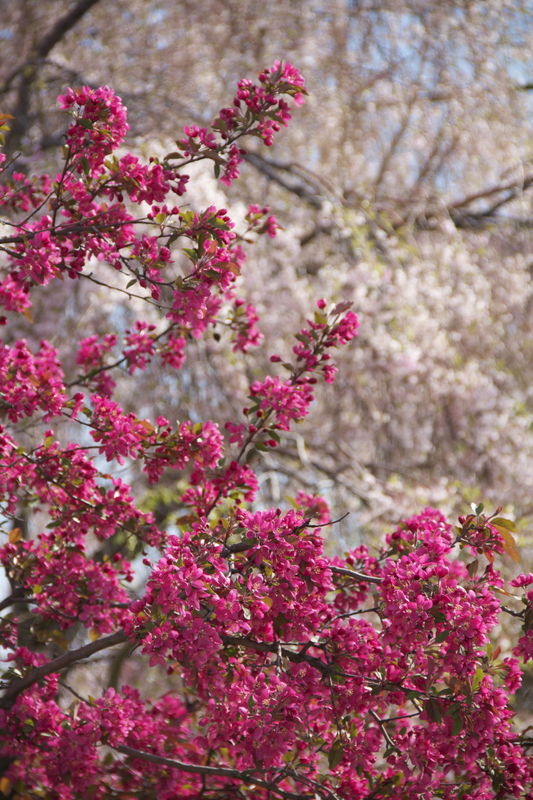 My favorite sign of spring; my pink Japanese weepi...