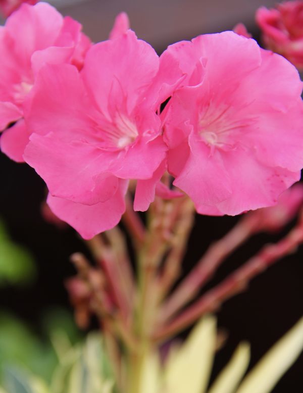 This pink flower is definitely healthy and vibrant...